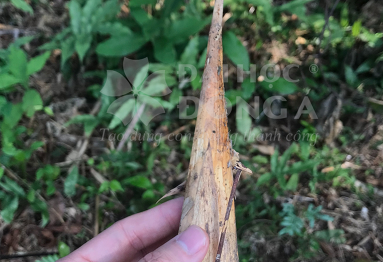 Hóp nước (Bambusa sp.10)